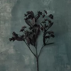 Cheapest ???? 12 Pack: Black Double Baby's Breath Spray by Ashland® ???? -Ashland Sales MP035277 20