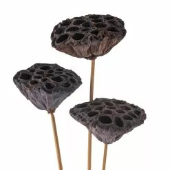 Deals ✨ 12 Pack: Natural Lotus Pods Stem by Ashland® ⌛ 13 Deals ✨ 12 Pack: Natural Lotus Pods Stem by Ashland® ⌛ -Ashland Sales MP065712 20