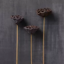 Deals ✨ 12 Pack: Natural Lotus Pods Stem by Ashland® ⌛ 12 Deals ✨ 12 Pack: Natural Lotus Pods Stem by Ashland® ⌛ -Ashland Sales MP065712 22