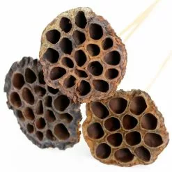 Deals ✨ 12 Pack: Natural Lotus Pods Stem by Ashland® ⌛ 10 Deals ✨ 12 Pack: Natural Lotus Pods Stem by Ashland® ⌛ -Ashland Sales MP065712 4