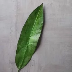 Best reviews of ???? 16 Pack: Green Tropical Bird Of Paradise Leaf Spray by Ashland® ???? -Ashland Sales MP066923 25