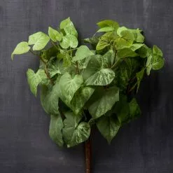 Hot Sale ⌛ 8 Pack: Yellow & Green Potato Leaf Bush by Ashland® ???? -Ashland Sales MP128897 25