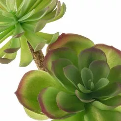 Budget ⌛ 12 Pack: Assorted Red Tipped Succulent Pick by Ashland® ???? -Ashland Sales MP229986 20