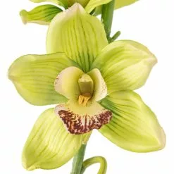 Cheapest ???? 8 Pack: Pale Green Boat Orchid Stem by Ashland® ???? -Ashland Sales MP230928 20