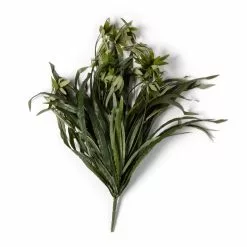 Promo ???? 12 Pack: Green Spider Bush by Ashland® ???? -Ashland Sales MP240812 21