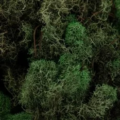 Wholesale ???? 12 Pack: Basil Green Reindeer Moss by Ashland® ???? -Ashland Sales MP284152 22