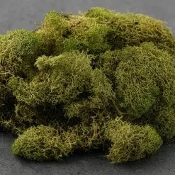 Cheap ???? 12 Pack: Spring Green Reindeer Moss by Ashland® ???? -Ashland Sales MP284153 21
