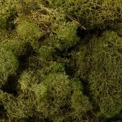 Cheap ???? 12 Pack: Spring Green Reindeer Moss by Ashland® ???? -Ashland Sales MP284153 22