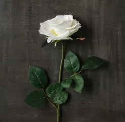 Best reviews of ???? 16 Pack: Ivory Princess Rose Stem by Ashland® ???? -Ashland Sales MP297096 25