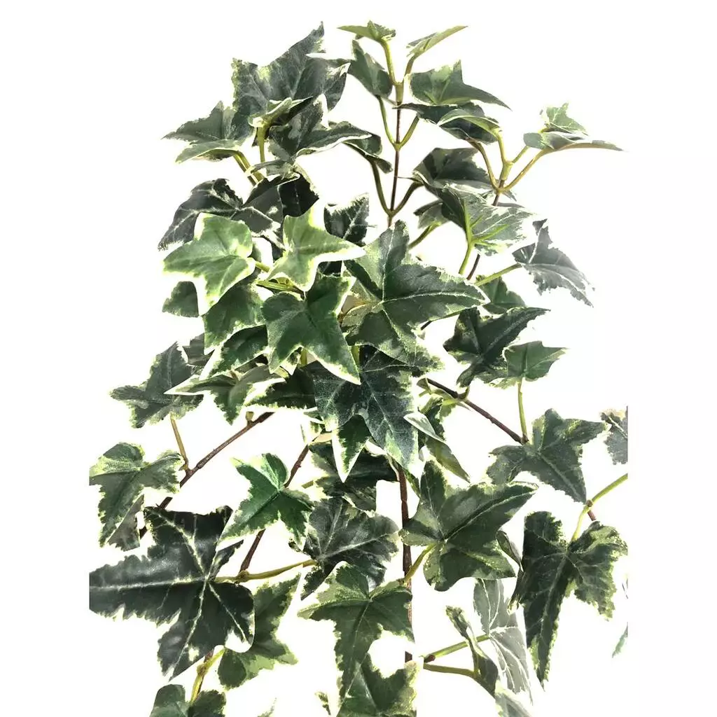 Outlet ???? 12 Pack: Assorted Mini English Ivy Bush by Ashland® ???? 4 Outlet ???? 12 Pack: Assorted Mini English Ivy Bush by Ashland® ???? - Image 2