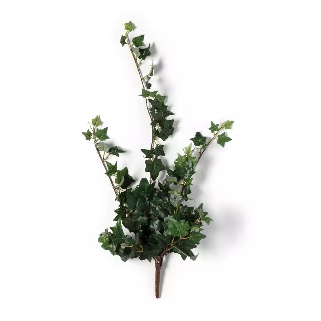 Outlet ???? 12 Pack: Assorted Mini English Ivy Bush by Ashland® ???? 8 Outlet ???? 12 Pack: Assorted Mini English Ivy Bush by Ashland® ???? - Image 6