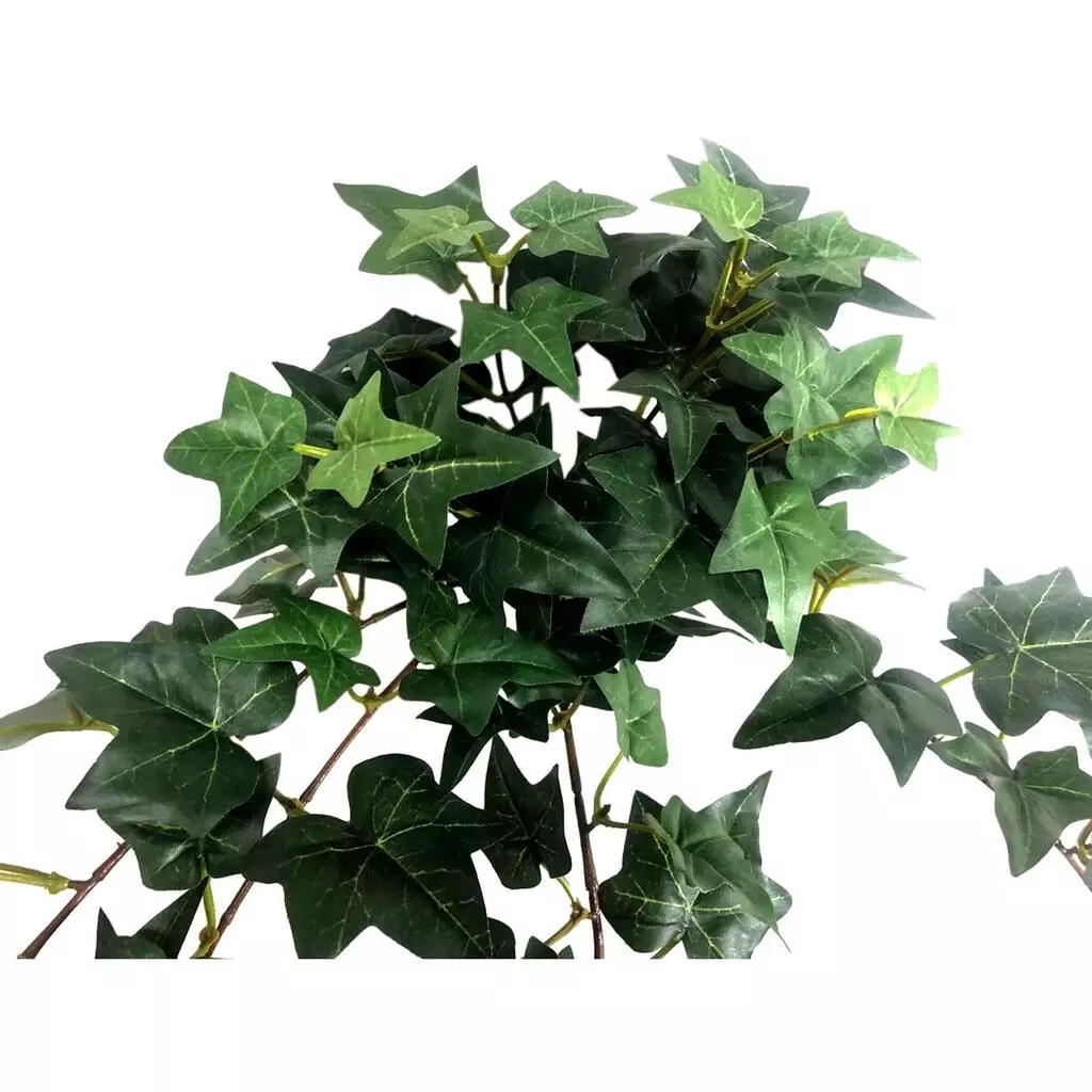 Outlet ???? 12 Pack: Assorted Mini English Ivy Bush by Ashland® ???? 5 Outlet ???? 12 Pack: Assorted Mini English Ivy Bush by Ashland® ???? - Image 3