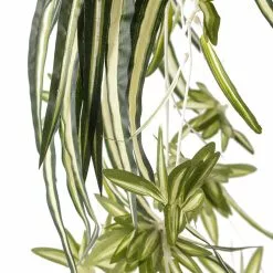 Best Sale ???? 12 Pack: Light Green Variegated Spider Bush by Ashland® ✔️ -Ashland Sales MP308650 20