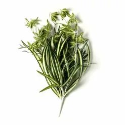 Best Sale ???? 12 Pack: Light Green Variegated Spider Bush by Ashland® ✔️ -Ashland Sales MP308650 21