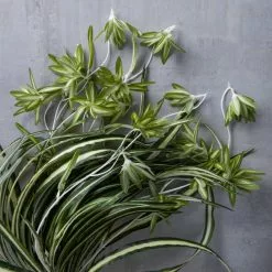 Best Sale ???? 12 Pack: Light Green Variegated Spider Bush by Ashland® ✔️ -Ashland Sales MP308650 22