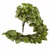 Buy ???? 8 Pack: Fittonia Hanging Bush by Ashland® ???? -Ashland Sales MP308882 1