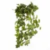 Top 10 ???? 12 Pack: German Ivy Bush by Ashland® ✔️ -Ashland Sales MP335273 1