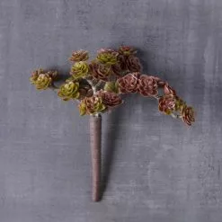 Best reviews of ???? 12 Pack: Creeping Red Sedum Pick by Ashland® ???? -Ashland Sales MP337815 22