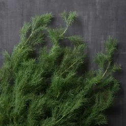 Hot Sale ???? 12 Pack: Green Springeri Fern Bush by Ashland® ???? -Ashland Sales MP339547 22