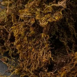 Best Pirce ???? 12 Pack: Decorative Moss by Ashland® ✨ -Ashland Sales MP341503 22