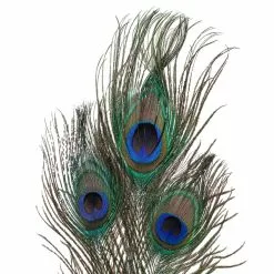 Deals ⭐ 12 Pack: Peacock Feather Picks by Ashland® ???? -Ashland Sales MP355707 20