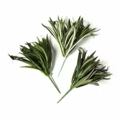 Cheapest ???? 12 Pack: Assorted Cordyline Bush by Ashland® ❤️ -Ashland Sales MP356827 21