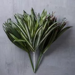 Cheapest ???? 12 Pack: Assorted Cordyline Bush by Ashland® ❤️ -Ashland Sales MP356827 22