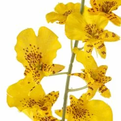 Buy ???? 12 Pack: Yellow Dancing Orchid by Ashland® ???? -Ashland Sales MP381029 20