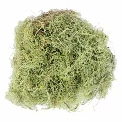 Wholesale ???? 24 Pack: Basil Green Spanish Moss by Ashland® ???? -Ashland Sales MP382824 2