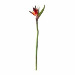 Cheap ???? 12 Pack: Tropical Bird of Paradise Stem by Ashland® ???? -Ashland Sales MP390624 21