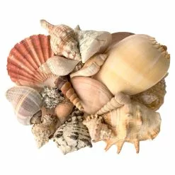 Cheapest ???? 6 Pack: Mixed Shells Value Bag by Ashland® ????