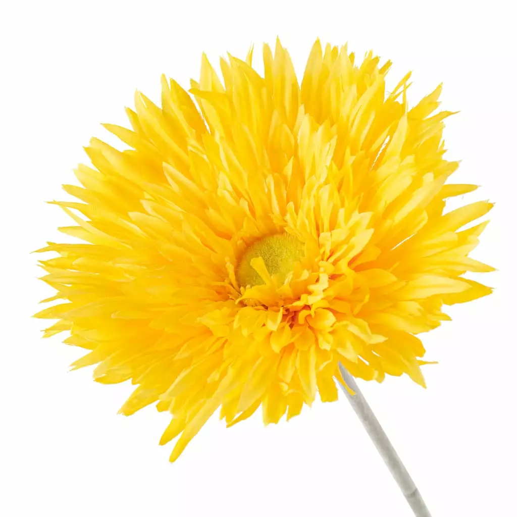 Deals ???? 12 Pack: Yellow Spider Gerber Daisy Stem by Ashland® ???? 5 Deals ???? 12 Pack: Yellow Spider Gerber Daisy Stem by Ashland® ???? - Image 3