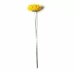 Deals ???? 12 Pack: Yellow Spider Gerber Daisy Stem by Ashland® ???? 9 Deals ???? 12 Pack: Yellow Spider Gerber Daisy Stem by Ashland® ???? -Ashland Sales MP392672 21