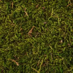 Best reviews of ???? 12 Pack: Forest Green Preserved Moss by Ashland® ???? -Ashland Sales MP407975 22