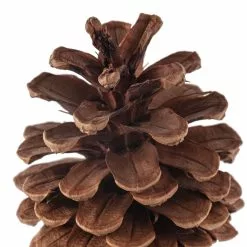 Best Sale ⭐ 12 Pack: Pinecone Bag by Ashland® ???? -Ashland Sales MP424644 20