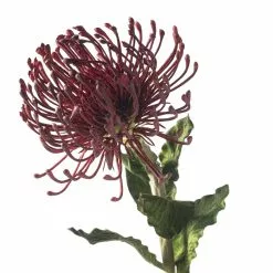 Top 10 ???? 12 Pack: Red Pincushion Protea Stem by Ashland® ???? -Ashland Sales MP430478 20