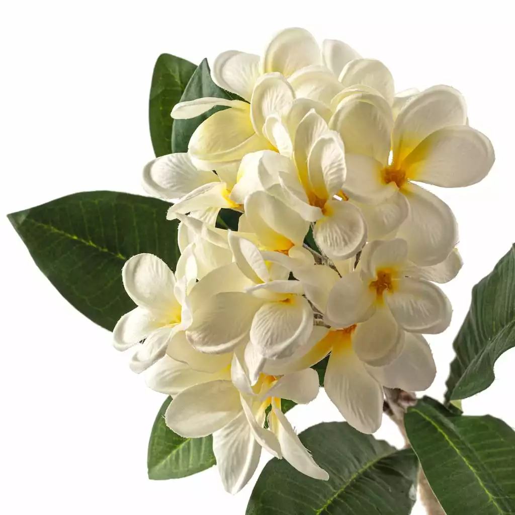 Deals ???? 12 Pack: White Frangipani Stem by Ashland® ???? 5 Deals ???? 12 Pack: White Frangipani Stem by Ashland® ???? - Image 3