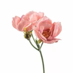 Budget ???? 12 Pack: Pink Kate Rose Spray by Ashland® ⌛ -Ashland Sales MP451130 20