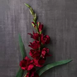 Hot Sale ???? 12 Pack: Burgundy Gladiolus Stem by Ashland® ✨ 9 Hot Sale ???? 12 Pack: Burgundy Gladiolus Stem by Ashland® ✨ -Ashland Sales MP451146 22