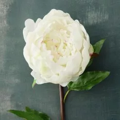 Best reviews of ✔️ 12 Pack: White King Peony Stem by Ashland® ???? -Ashland Sales MP501479 20