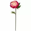 Best reviews of ???? 12 Pack: Fuchsia King Peony Stem by Ashland® ????