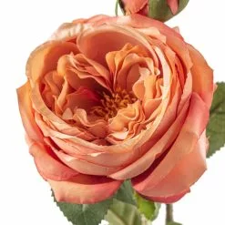 Best Sale ❤️ 12 Pack: Pink Coral English Rose Stem by Ashland® ???? 9 Best Sale ❤️ 12 Pack: Pink Coral English Rose Stem by Ashland® ???? -Ashland Sales MP501509 20