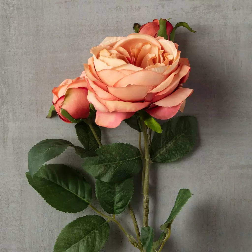 Best Sale ❤️ 12 Pack: Pink Coral English Rose Stem by Ashland® ???? 5 Best Sale ❤️ 12 Pack: Pink Coral English Rose Stem by Ashland® ???? - Image 3