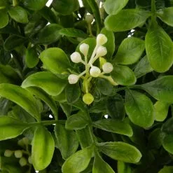 Buy ???? 9 Pack: Boxwood & Berry Bush by Ashland® ⭐ -Ashland Sales MP546917 2