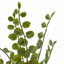 Cheap ✔️ 18 Pack: Assorted Fern Pick by Ashland® ???? -Ashland Sales MP546923 20