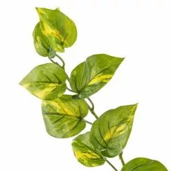 Deals ???? 12 Pack: Hanging Philo Bush by Ashland® ⭐ -Ashland Sales MP547222 20