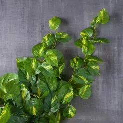 Deals ???? 12 Pack: Hanging Philo Bush by Ashland® ⭐ -Ashland Sales MP547222 22