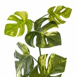 Best deal ❤️ 12 Pack: Split Hanging Philo Bush by Ashland® ???? -Ashland Sales MP547223 20