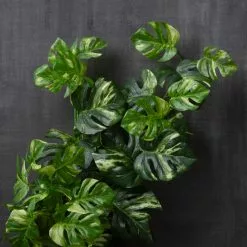 Best deal ❤️ 12 Pack: Split Hanging Philo Bush by Ashland® ???? -Ashland Sales MP547223 22