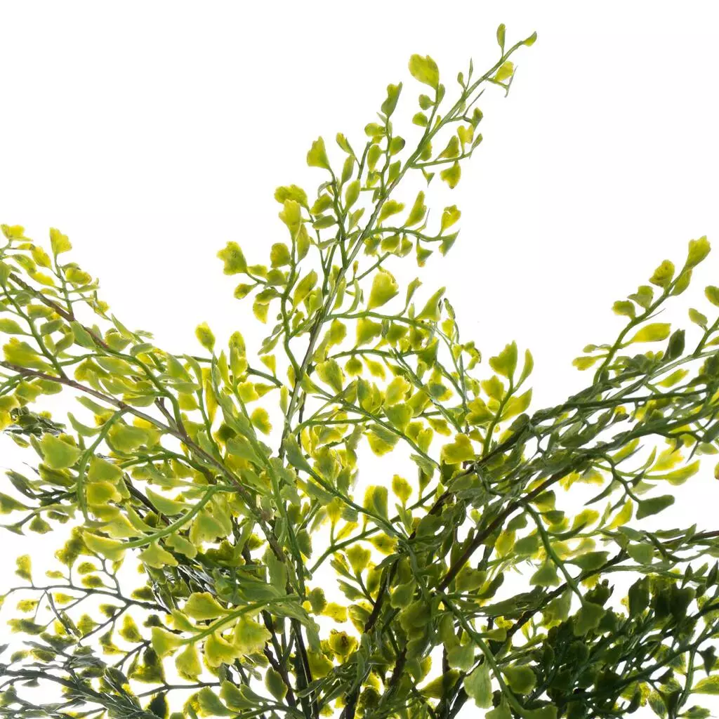 Buy ???? 12 Pack: Forest Fern Bush by Ashland® ???? 4 Buy ???? 12 Pack: Forest Fern Bush by Ashland® ???? - Image 2